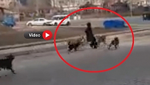 Başıboş köpekler yoldan geçen genç kıza saldırdı