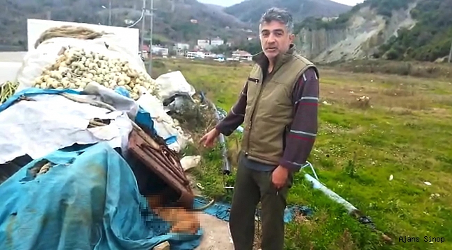 Sinop'ta limanda demirleyen balıkçılar 6 köpeği ölü buldu