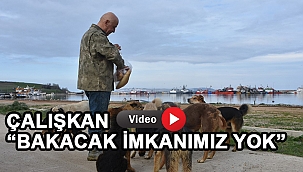 Demirci Köyü Limanı'nda başıboş köpek sorunu