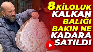 Karadeniz'de avlanan 8 kiloluk kalkan balığı bakın ne kadara satıldı?