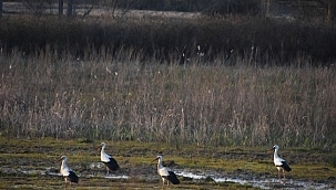 Leylekler Sinop’taki Yuvalarına Gelmeye Başladı