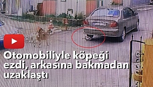 Otomobiliyle köpeği ezdi, arkasına bakmadan uzaklaştı