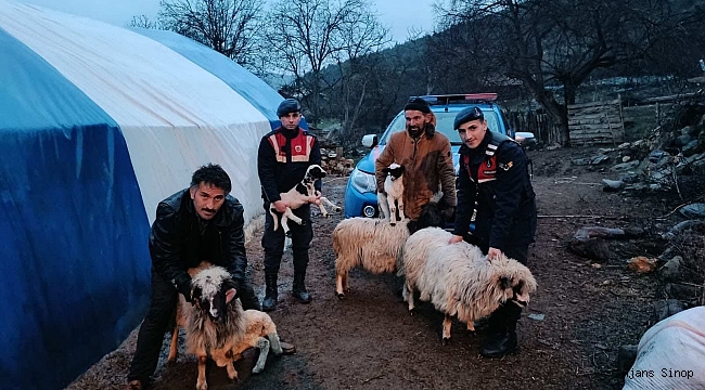 Sinop'ta çalınan küçükbaş hayvanlar sahibine teslim edildi