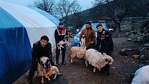 Sinop'ta çalınan küçükbaş hayvanlar sahibine teslim edildi