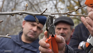 Sinop'ta çiftçilere uygulamalı budama eğitimi