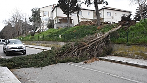 Sinop'ta fırtına ağaç yıktı