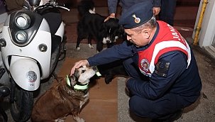 Sinop'ta sokak köpeklerine reflektörlü tasma