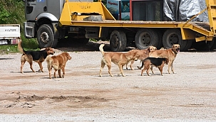 Sinop'ta vatandaşlara saldıran sokak köpekleri toplandı