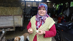 Bu tavuklar yüksek proteinli mavi yumurtluyor