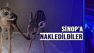 SİNOP'A NAKLEDİLDİLER