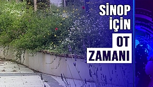 SİNOP İÇİN OT ZAMANI!