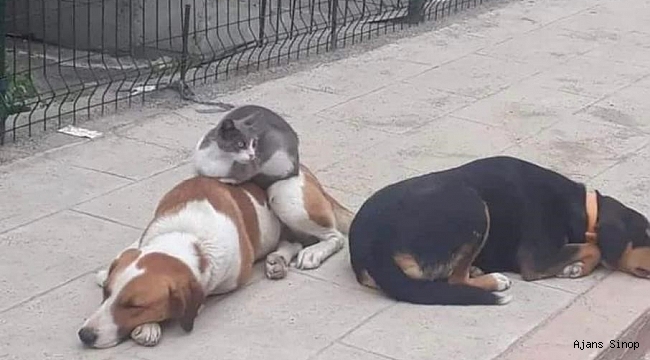 KEDİ VE KÖPEĞİN DOSTLUĞU GÖRENLERİ ŞAŞIRTIYOR