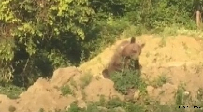 Sinop'ta ayı kameraya yakalandı