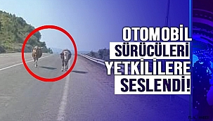 OTOMOBİL SÜRÜCÜLERİ YETKİLİLERE SESLENDİ!