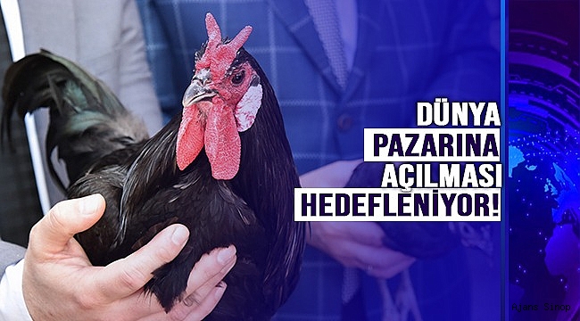  "HACIKADI TAVUĞU" TANITILDI!