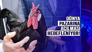  "HACIKADI TAVUĞU" TANITILDI!