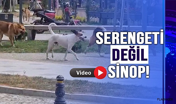 BAŞIBOŞ KÖPEKLER ENDİŞE YARATIYOR!