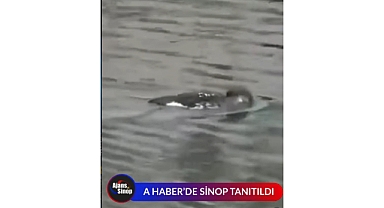 A HABER'DE SİNOP TANITILDI