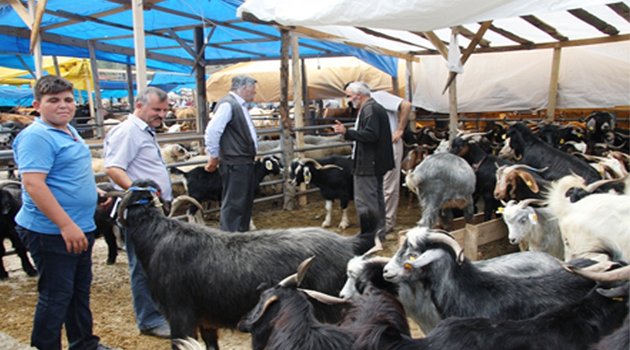 Boyabat'ta kurban pazarı açıldı