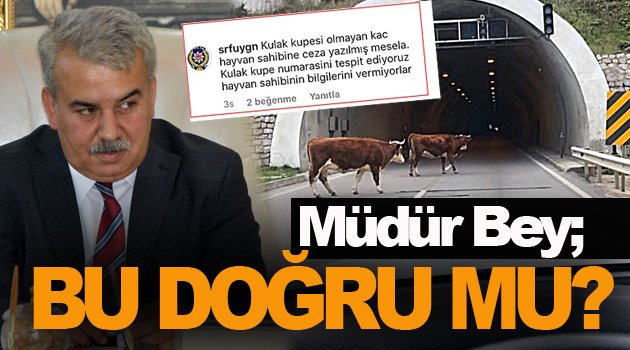 Bu ineklerle başımız dertte !