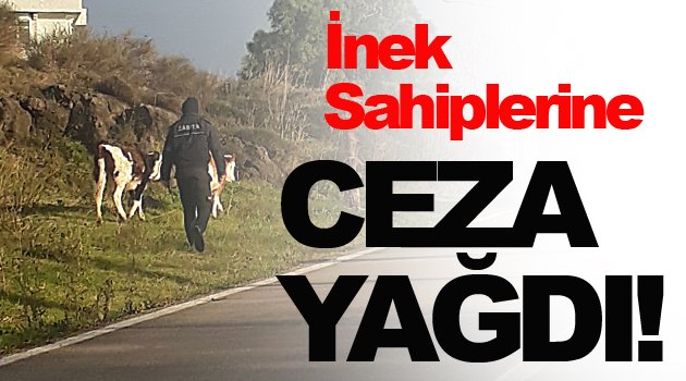 Gördükleri yerde cezayı basıyorlar!