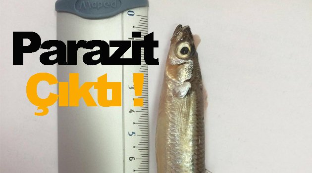 Gümüş balığında kaliteyi düşüren parazit tespit edildi
