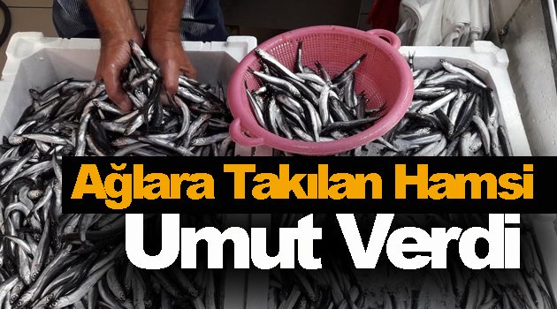 Hamsi Karadeniz'de ağlara takılmaya başladı