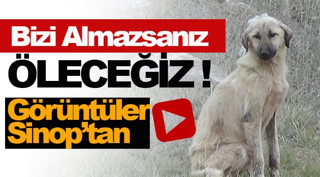 Haydi Sinop Can Sizin Elinizde !