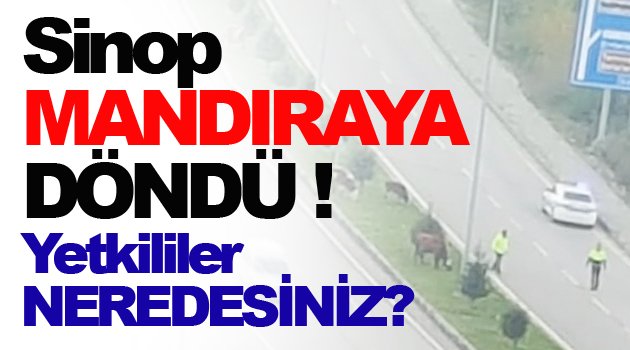 İdarecilik olmuyorsa çobanlık yapın !