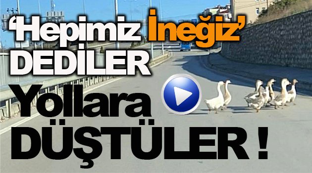 Kazlar, inekleri yollarda yalnız bırakmadı !