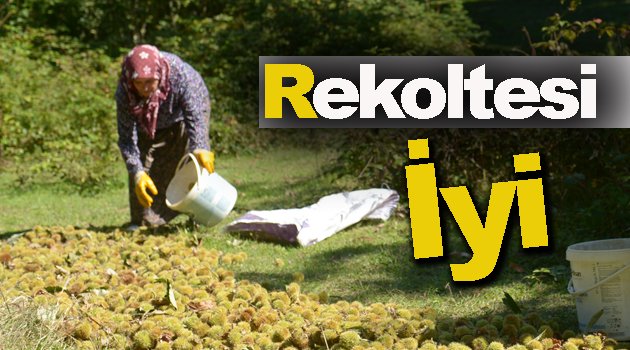 Kestaneden İyi Haber !