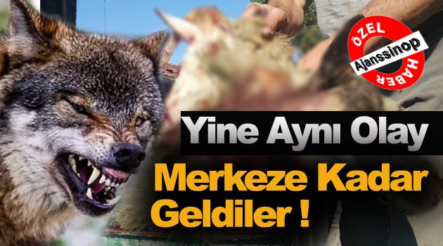 Kurtlar Merkez Köye Kadar İndi !