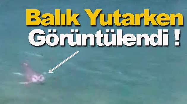 Sayıları Giderek Artıyor