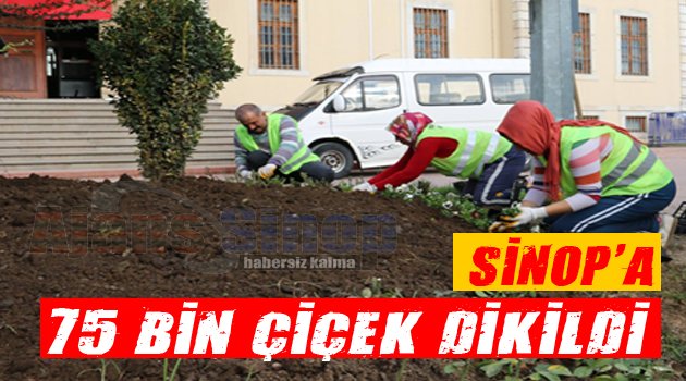 Sinop'a 75 Bin Çiçek