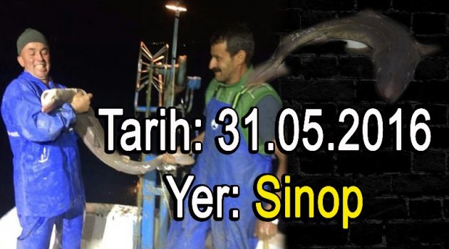 Sinop Kıyısında Köpek Balığı Yakalandı