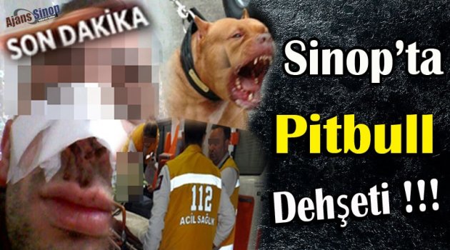 Sinop'ta Pitbull Dehşeti