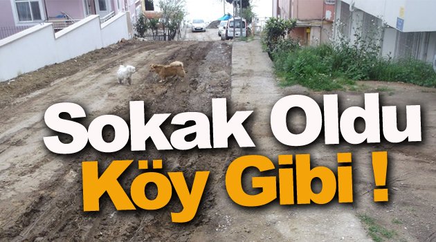 Sokak Sakinleri İsyanda