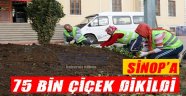 Sinop'a 75 Bin Çiçek