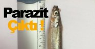 Gümüş balığında kaliteyi düşüren parazit tespit edildi