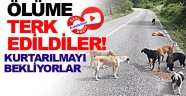 Haydi İnsanlık İş Başına!