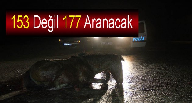 Yaban Hayvanlar İçin Aranacak Numara Alo 177