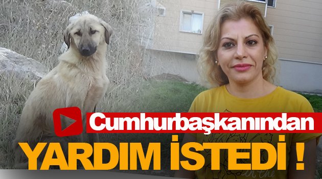 Yaylaya ölüme terk edilen köpekler için vakit daralıyor !