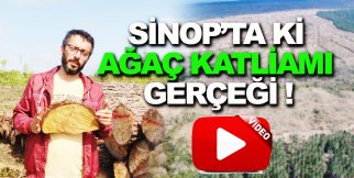 SİNOP'TA Kİ AĞAÇ KATLİAMININ GERÇEK YÜZÜ !